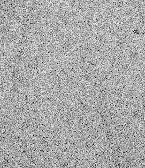 cryoEM-services