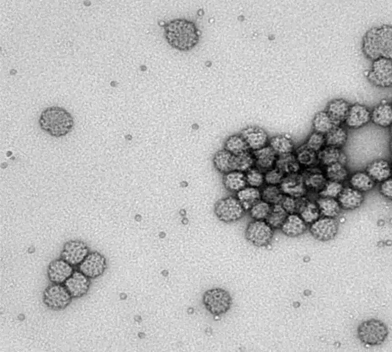 nanoparticles